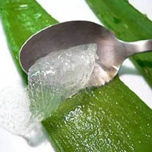 ALOE VERA . BABOSA.jpg