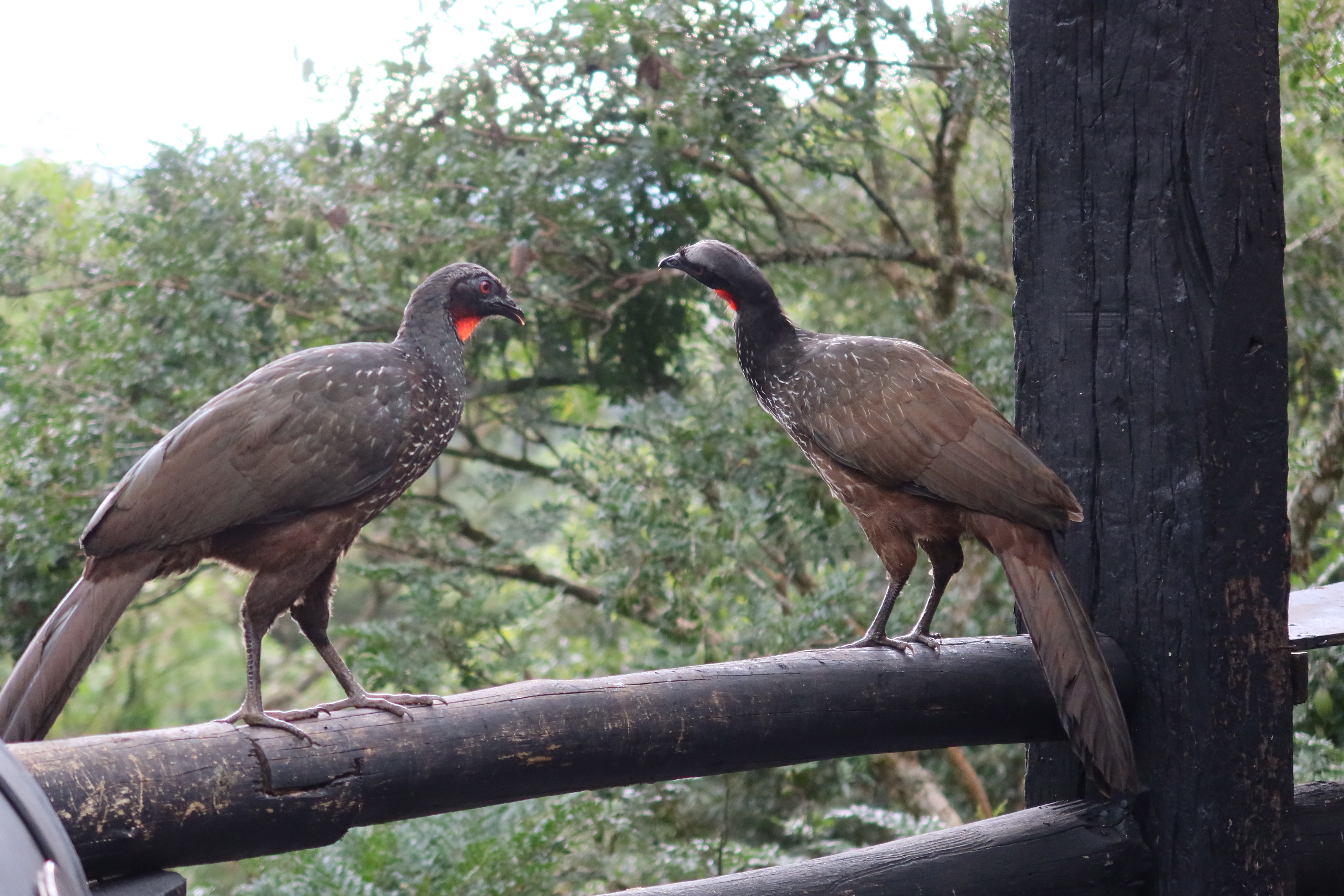 CAMPOS DO JORDÃO ART BARBECUE