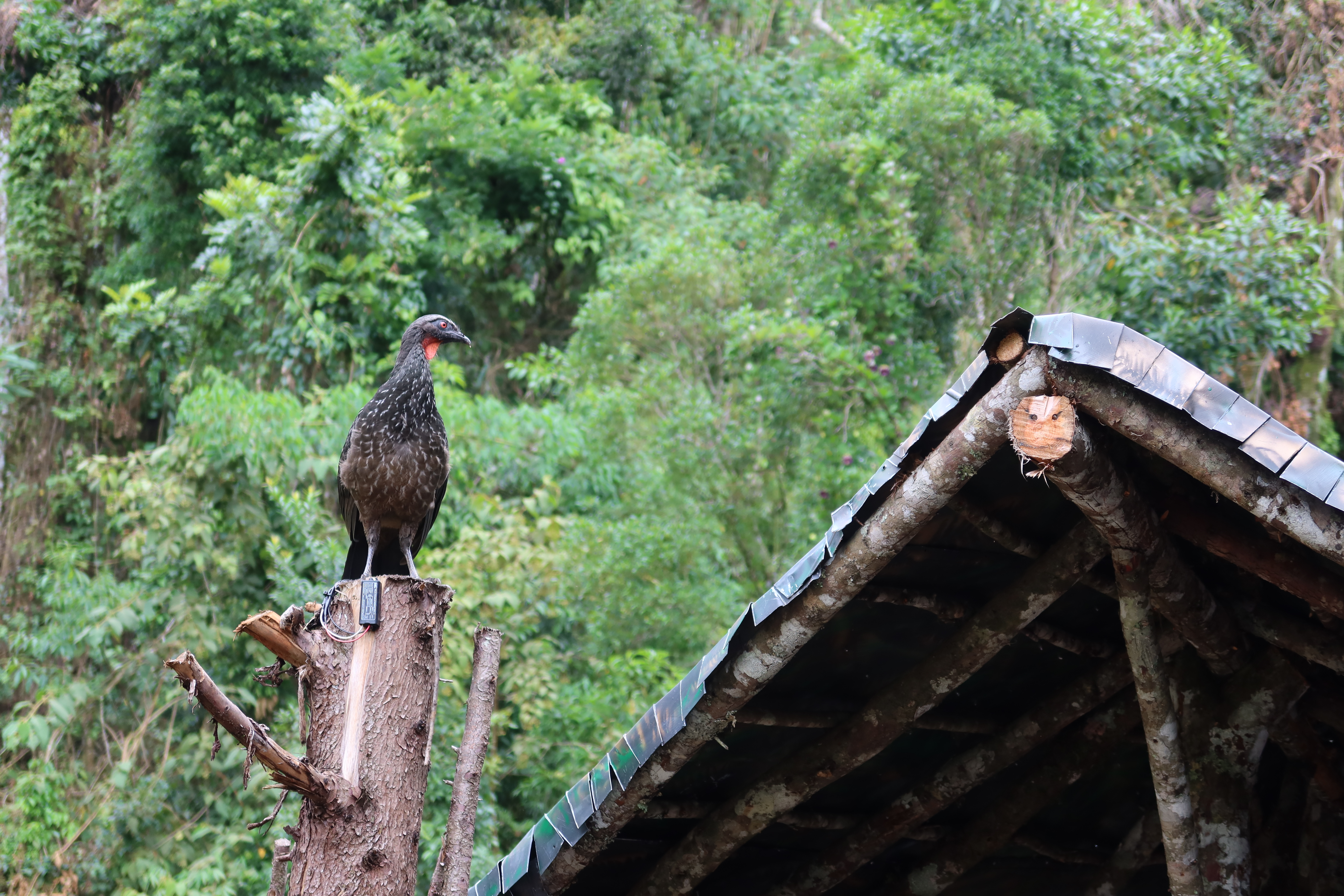 campos do jordao onde ir